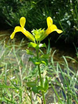 Image of Erythranthe guttata (DC.) G. L. Nesom