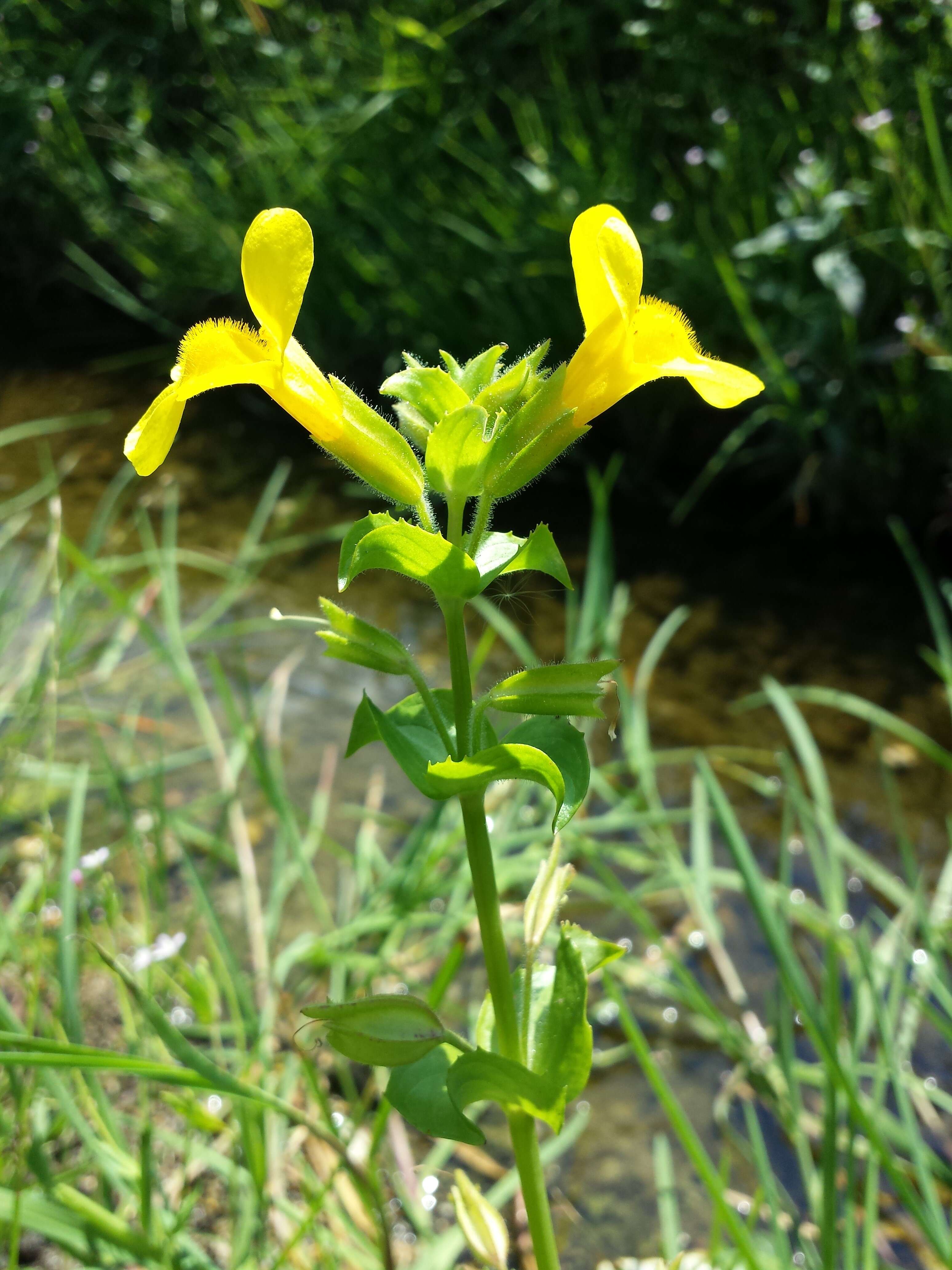 Image of Erythranthe guttata (DC.) G. L. Nesom