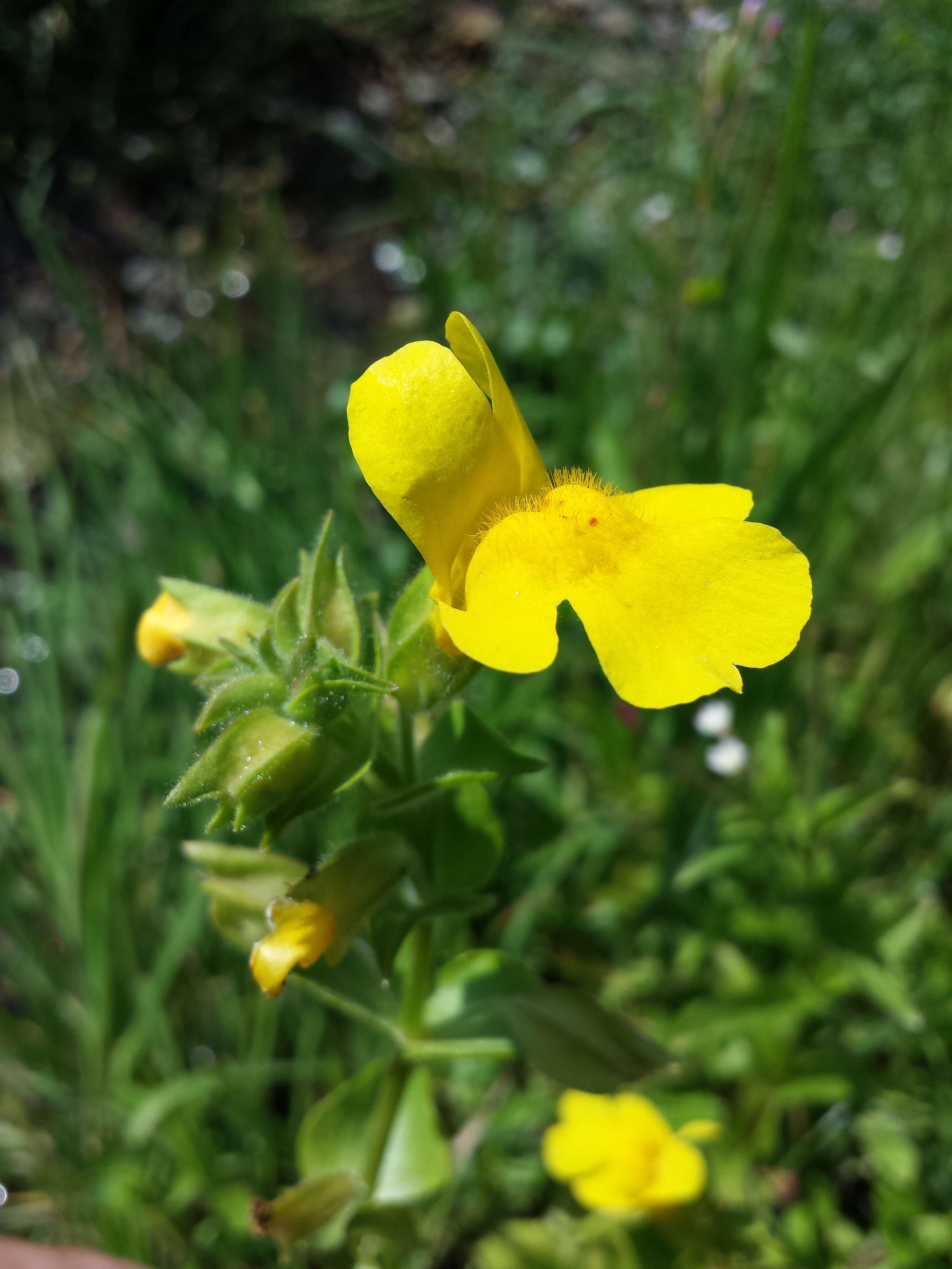 Image of Erythranthe guttata (DC.) G. L. Nesom