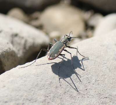 Image of Cobblestone Tiger Beetle