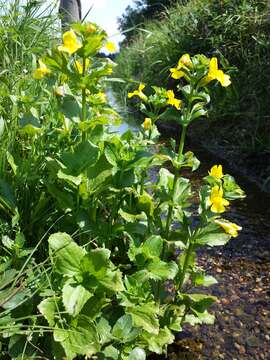 Image of Erythranthe guttata (DC.) G. L. Nesom