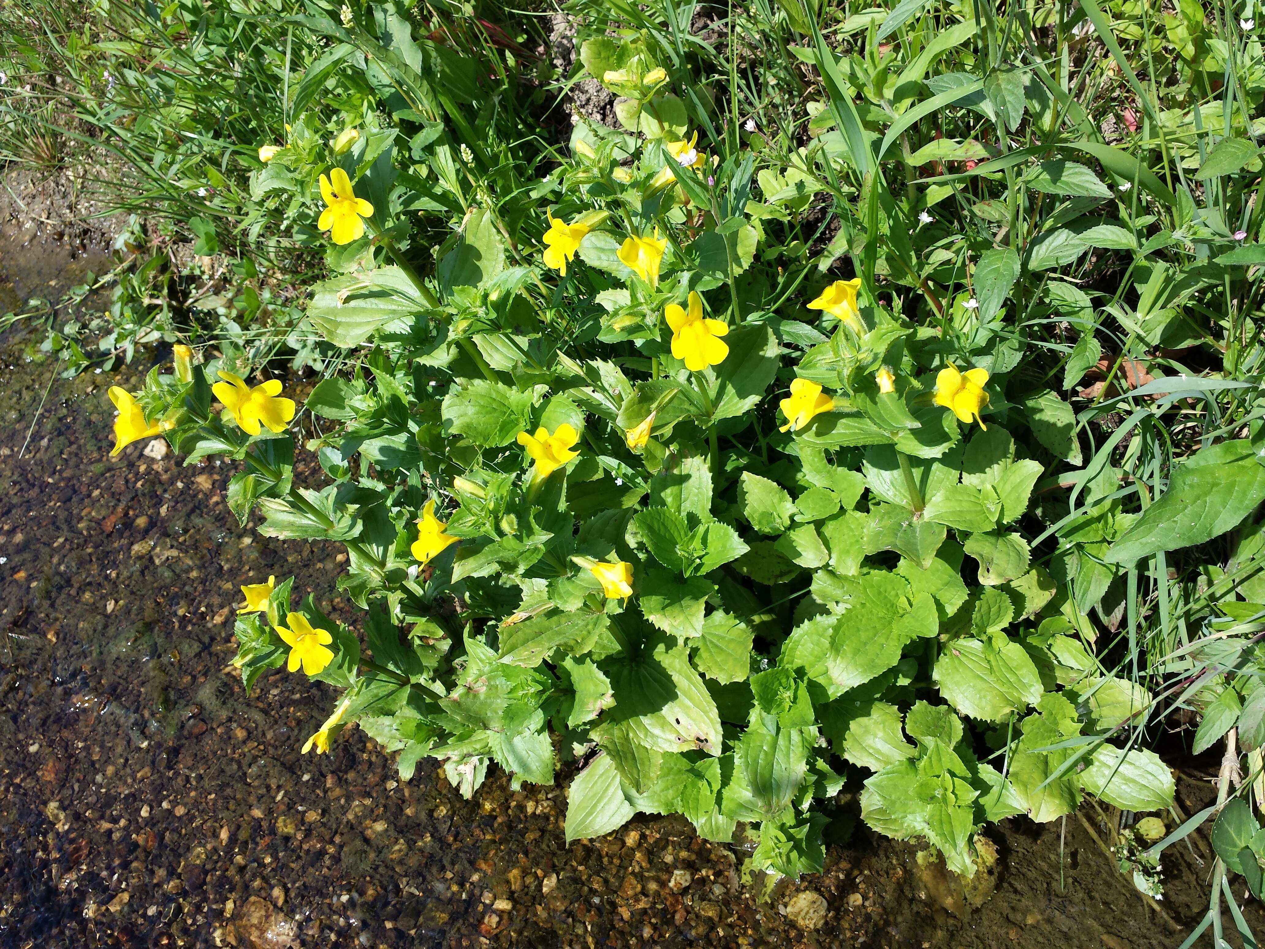 Image of Erythranthe guttata (DC.) G. L. Nesom