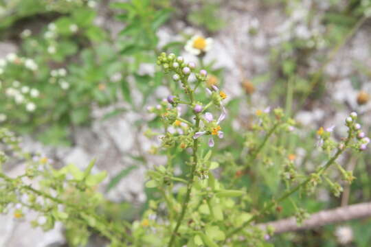 Image of Adelphia hiraea (Gaertn.) W. R. Anderson