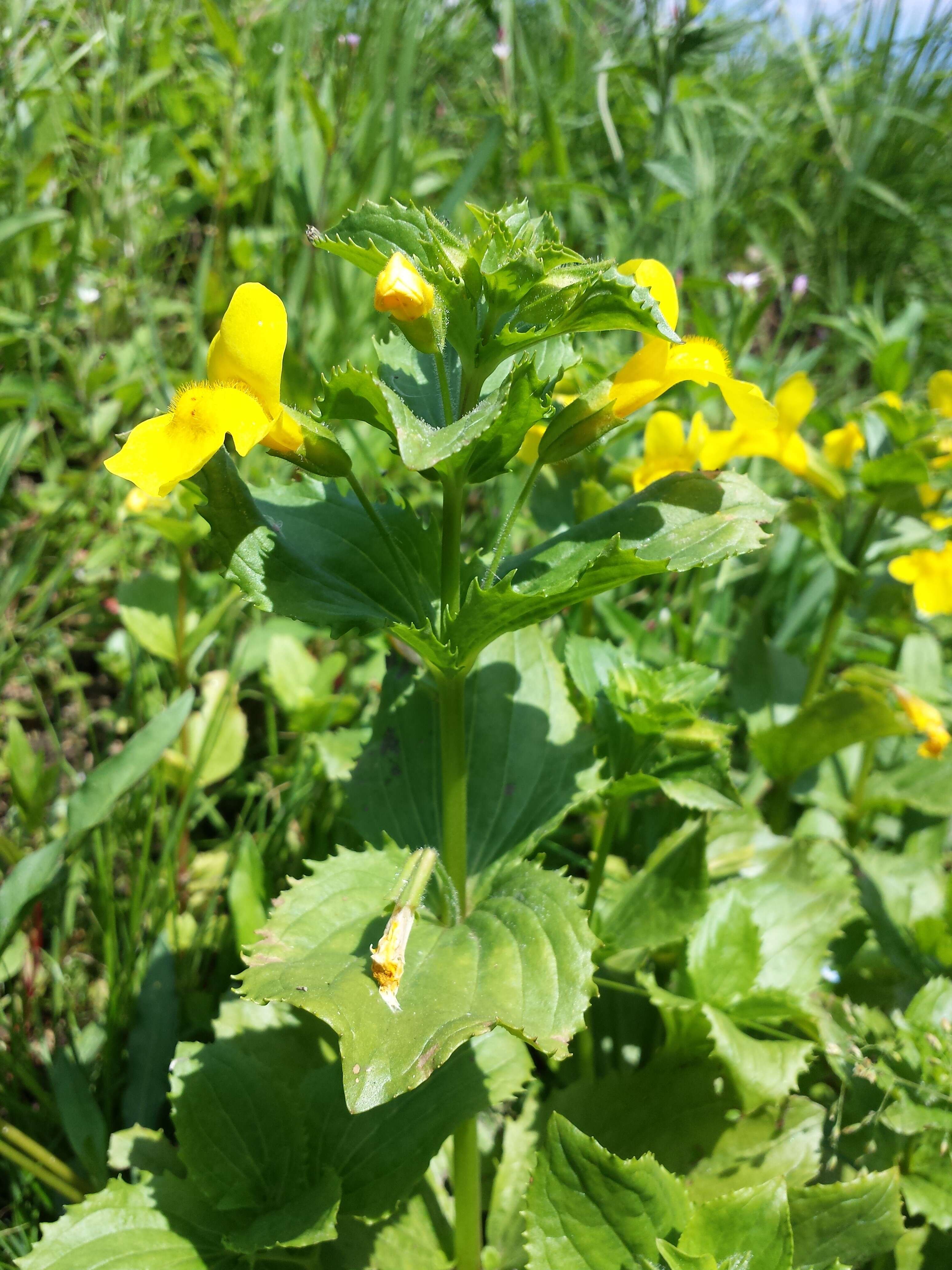 Image of Erythranthe guttata (DC.) G. L. Nesom