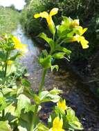 Image of Erythranthe guttata (DC.) G. L. Nesom