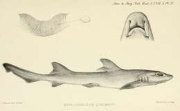 Image of Scylliogaleus