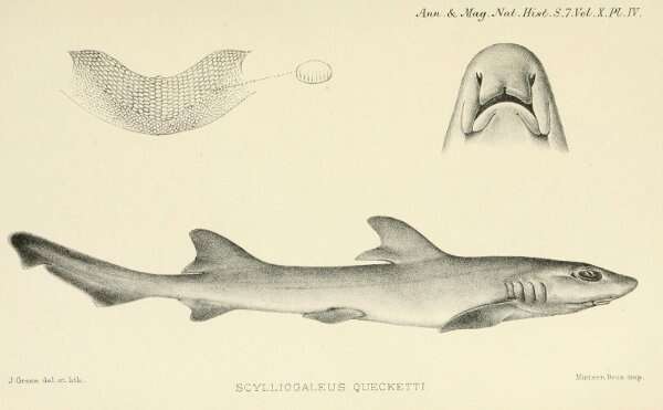 Image of Scylliogaleus