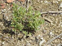 Helianthemum squamatum (L.) Pers.的圖片