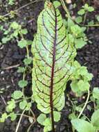 Image of <i>Rumex <i>sanguineus</i></i> var. sanguineus