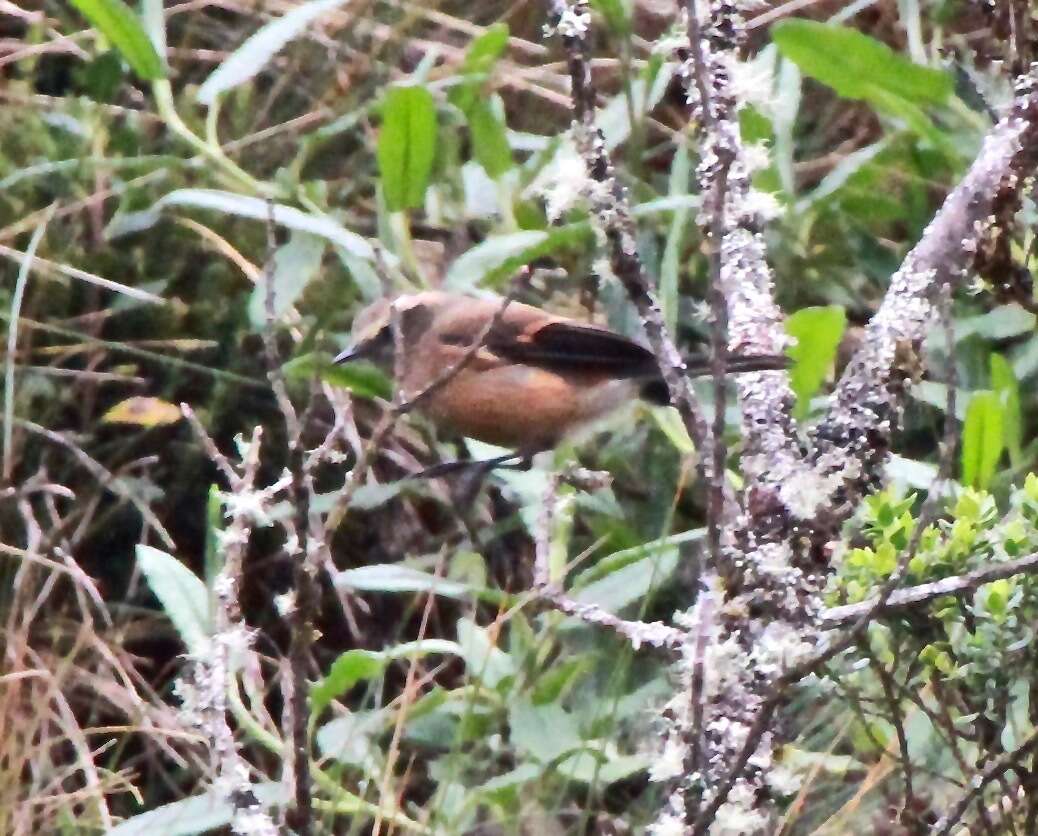 Image of Brown-backed Chat-Tyrant