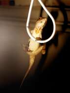 Image of Bahaman brown anole