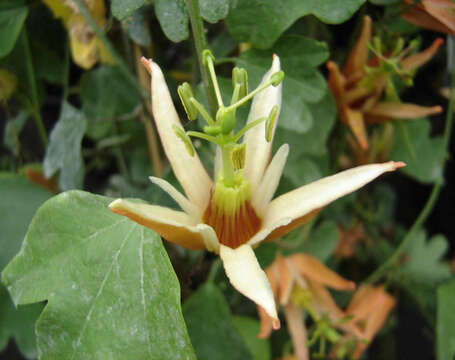 Image of Passiflora aurantia Forst. fil.