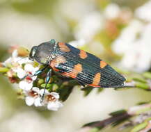 Image of Castiarina helmsi (Carter 1906)