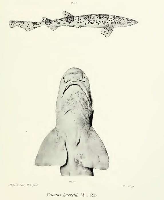 Imagem de Scyliorhinus haeckelii (Miranda Ribeiro 1907)