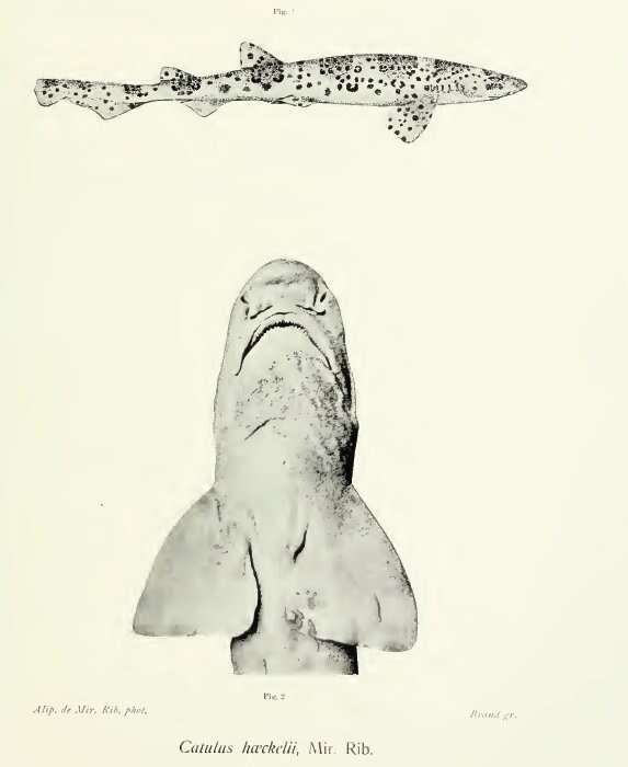 Image of Freckled Catshark