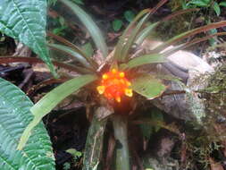 Image of Guzmania melinonis Regel