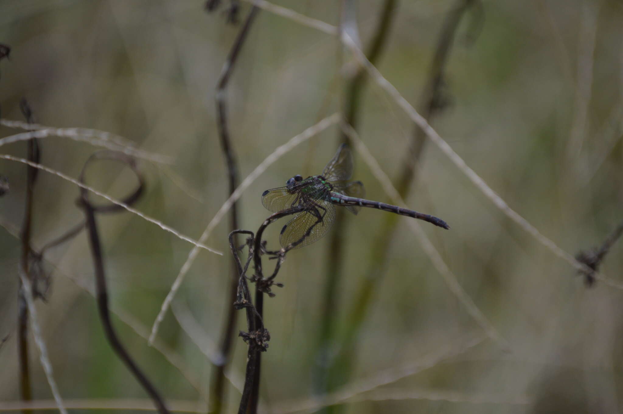 Imagem de Erpetogomphus viperinus Selys 1868