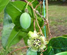 Image of Passiflora coriacea Juss.