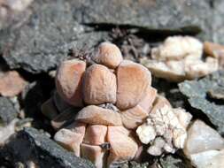 Image of Crassula elegans Schönl. & Baker fil.