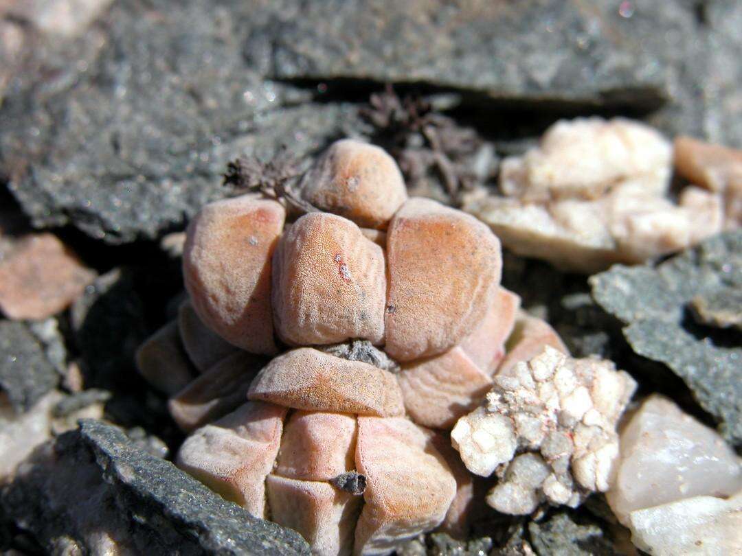 Image of Crassula elegans Schönl. & Baker fil.