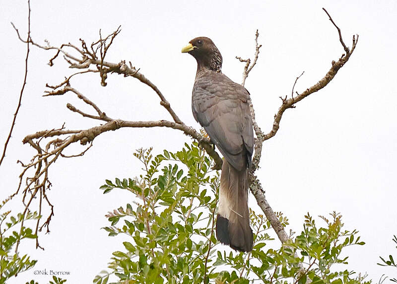 Image of Eastern Plantain-eater