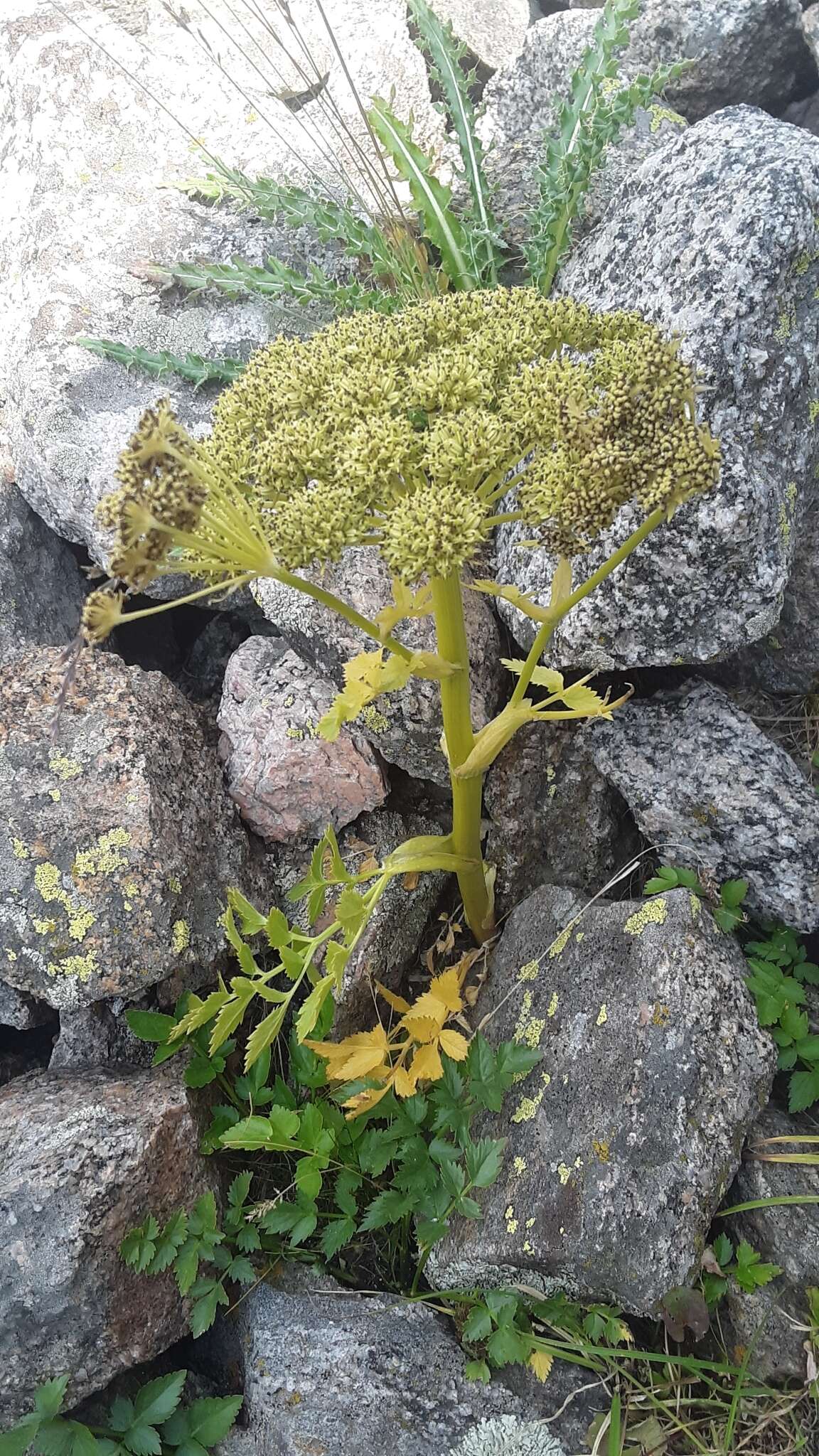 Image of Gray's angelica