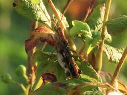 Image of Green-striped Grasshopper