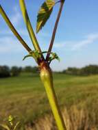 Image of Common hemp nettle