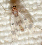 Image of Chironomidae