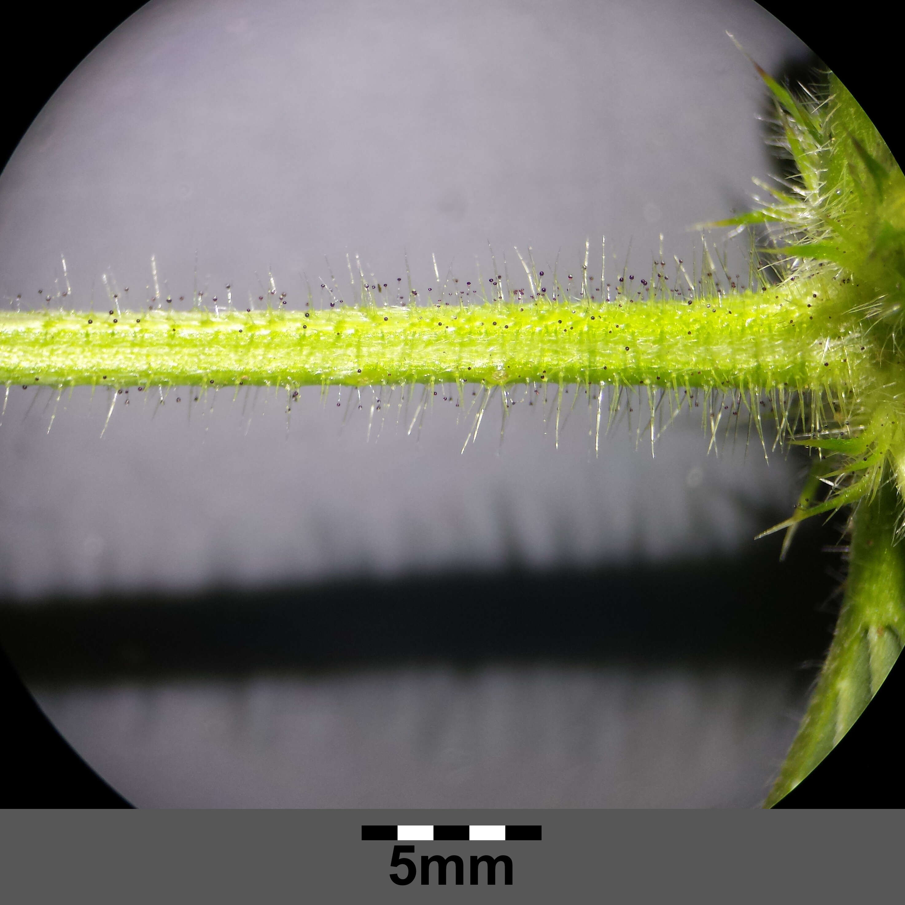 Image of Common hemp nettle