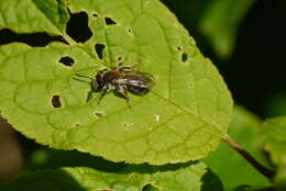 Image of Andrena helvola (Linnaeus 1758)