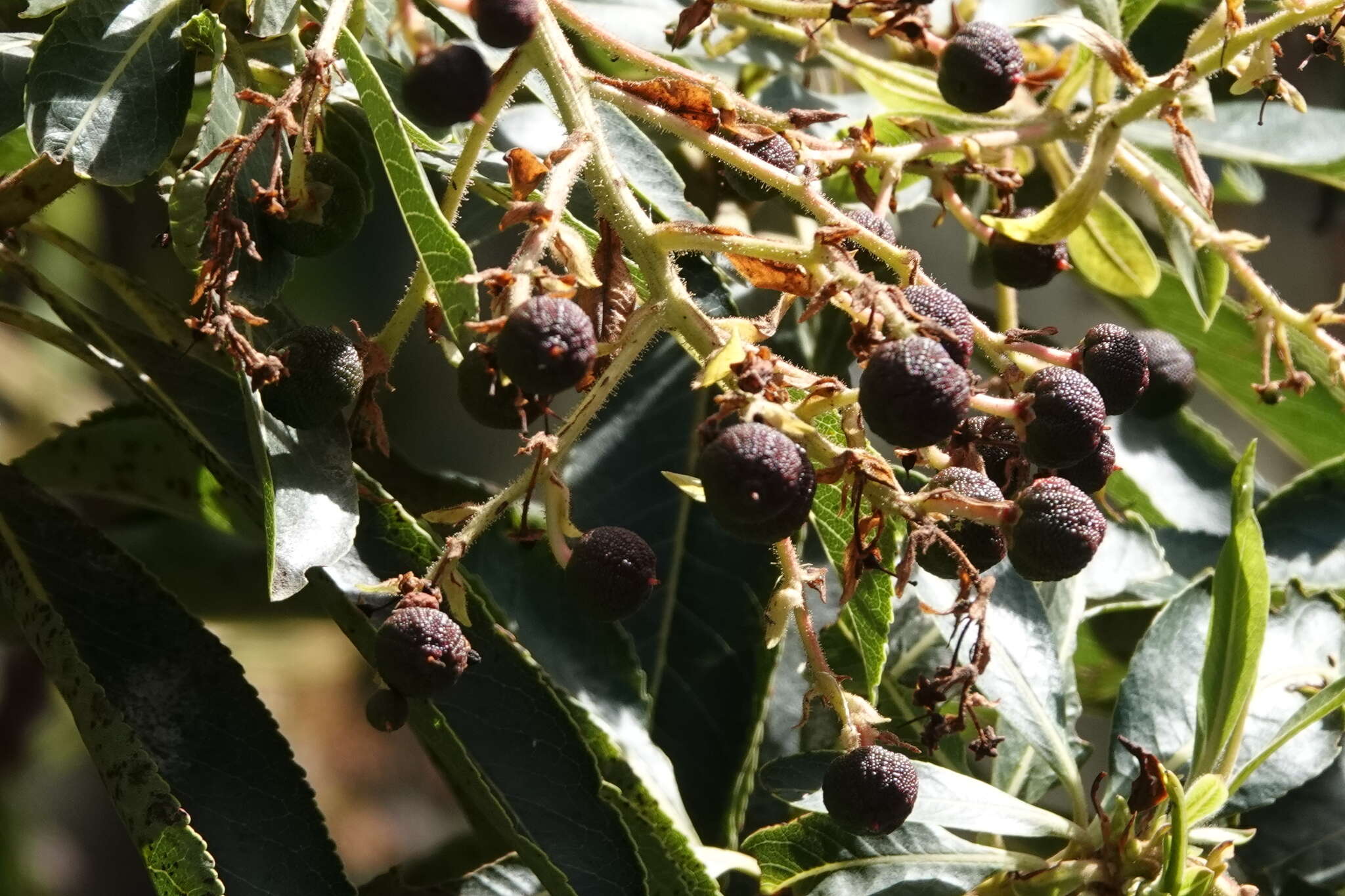 Imagem de Arbutus canariensis Duham.