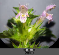 Image of Common hemp nettle