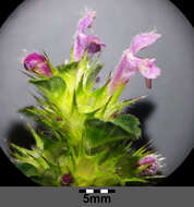 Image of Common hemp nettle