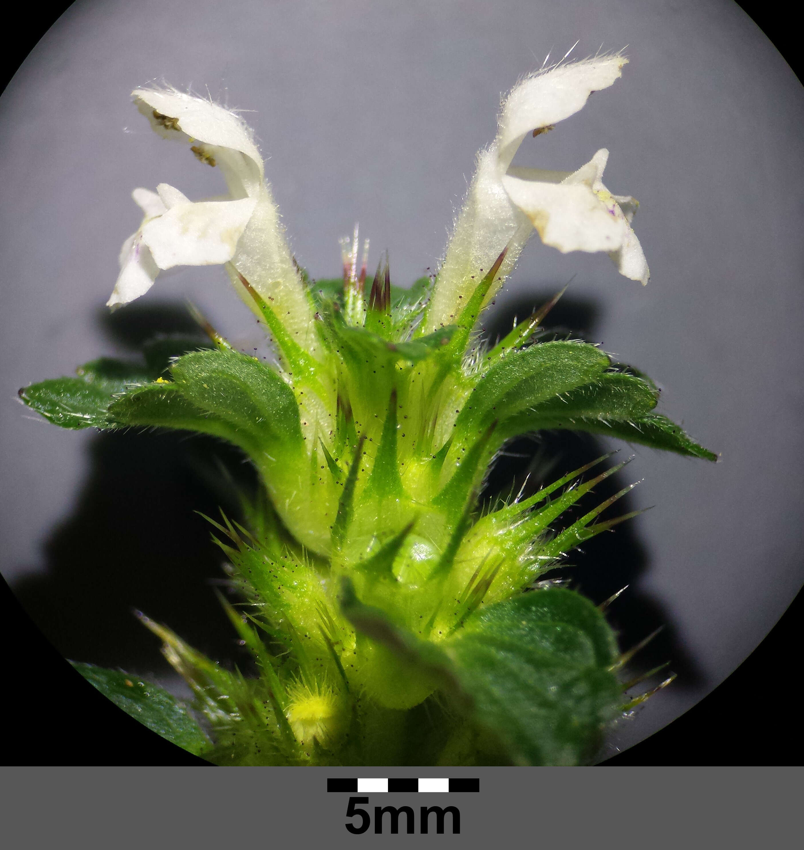 Image of Common hemp nettle