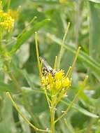 Image of Philanthus coarctatus Spinola 1839