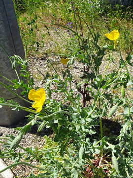 Image of Yellow Horned Poppy