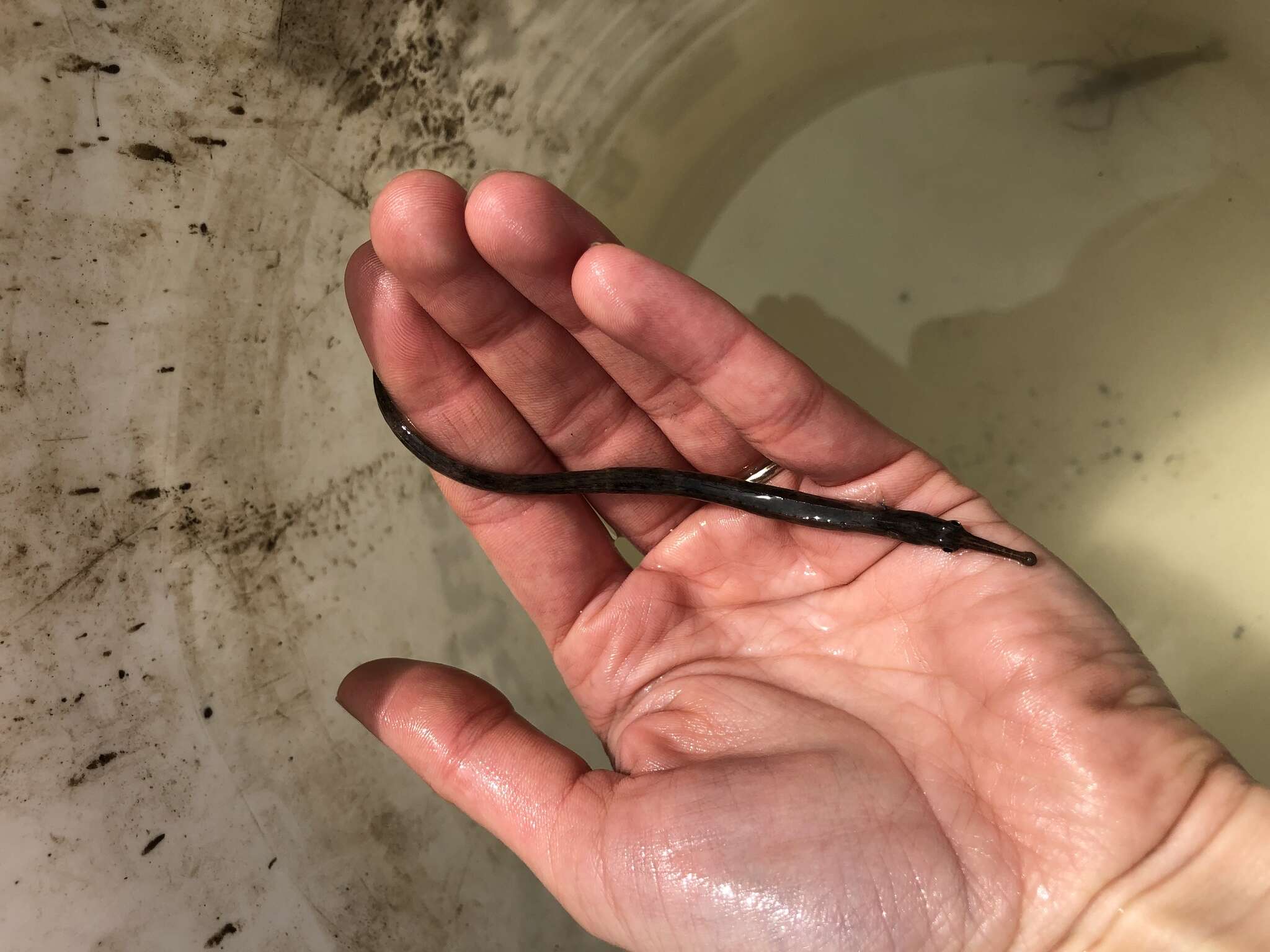 Image of Northern Pipefish