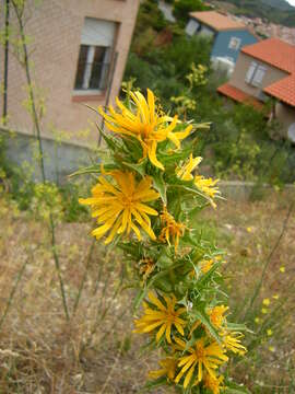 Image of Spanish oyster thistle