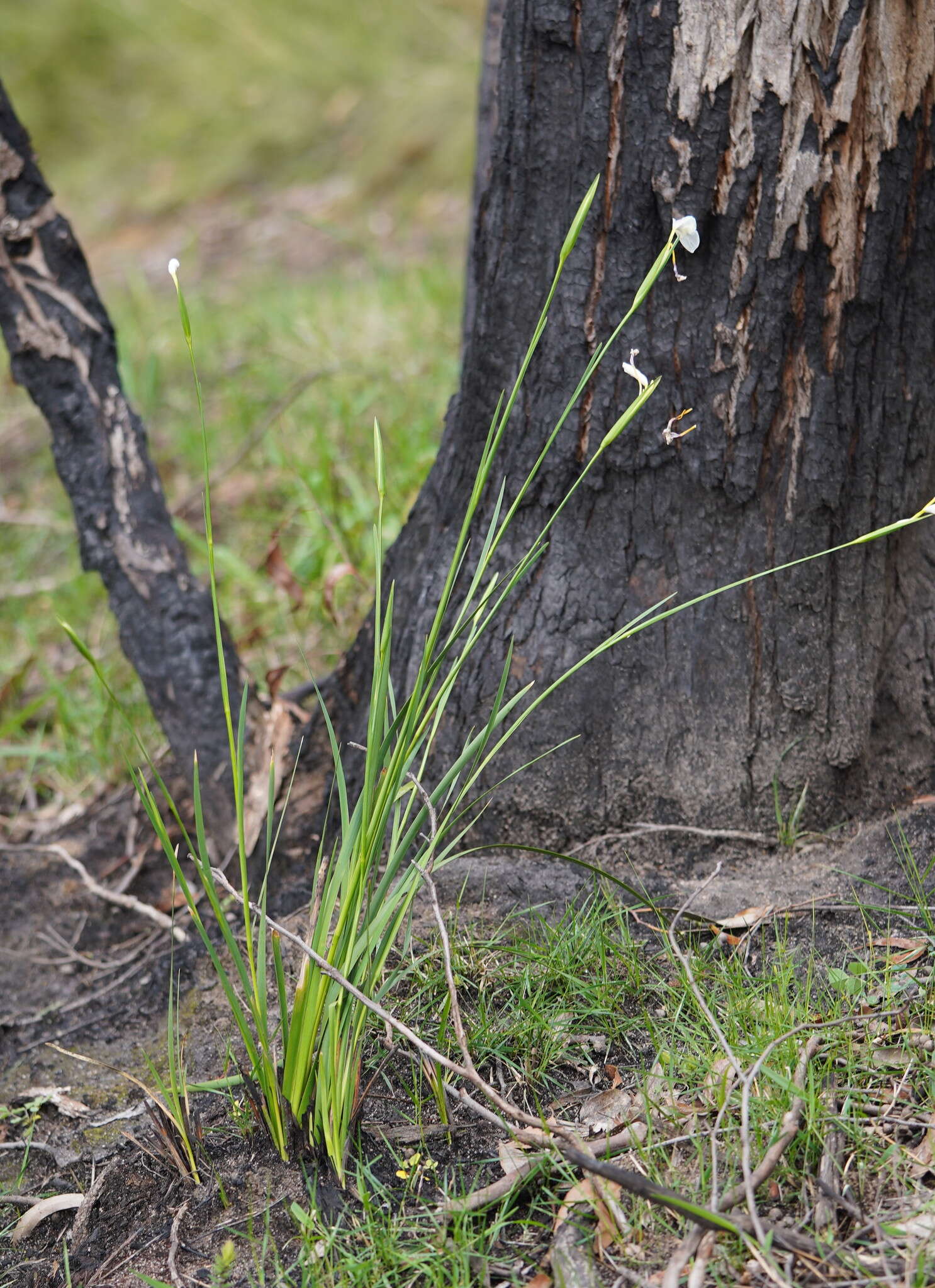 Image of Diplarrena moraea Labill.