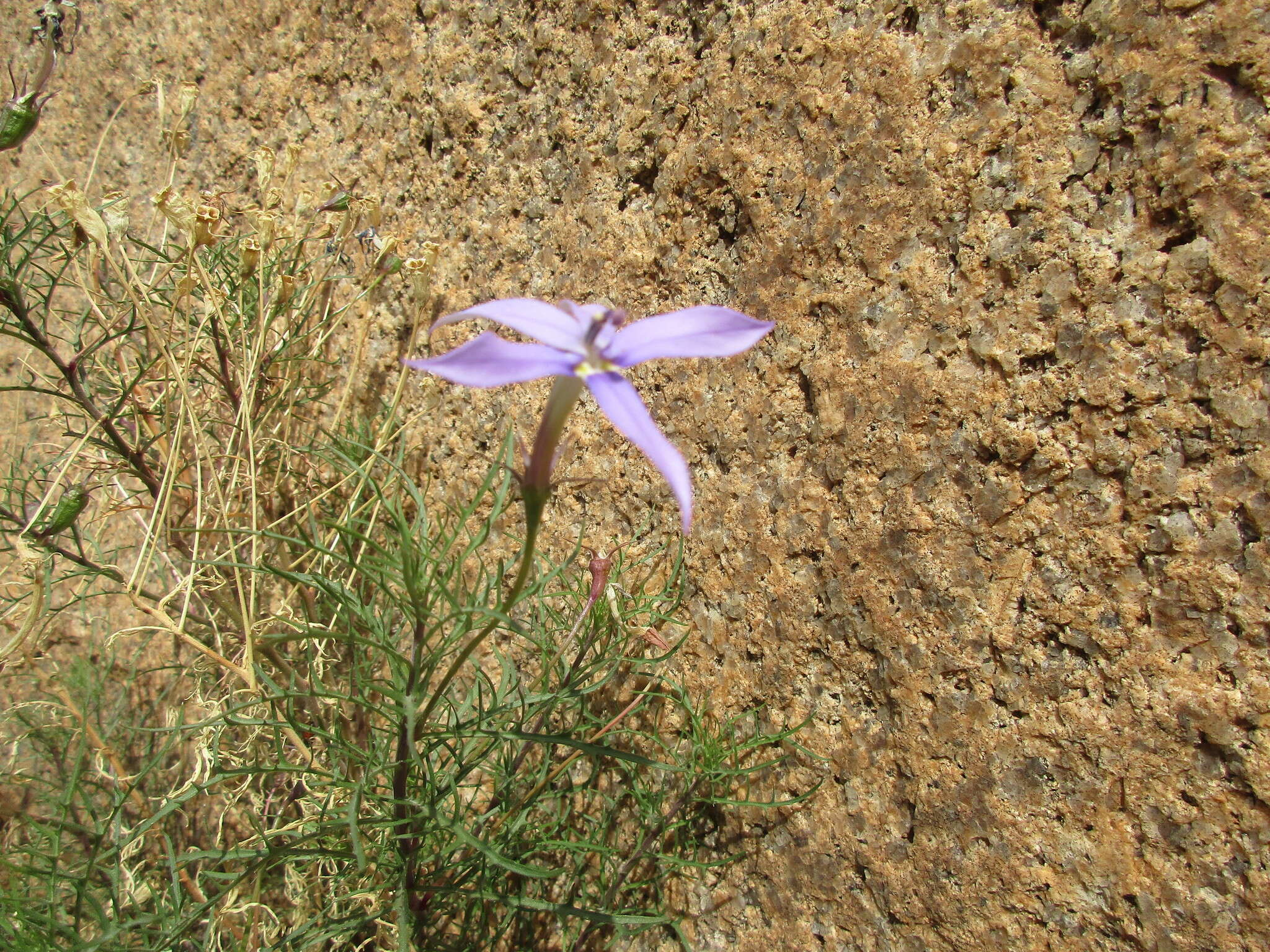 Image of Lithotoma axillaris (Lindl.) E. B. Knox