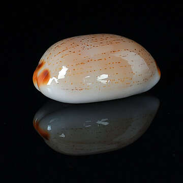 صورة Cypraea isabella