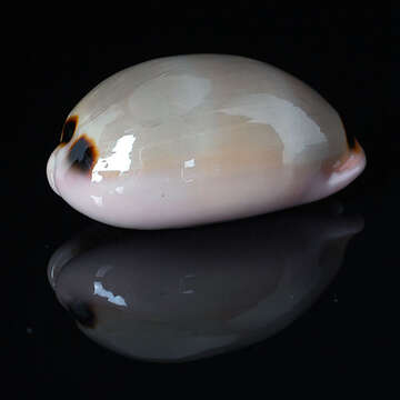 Image of lovely cowrie