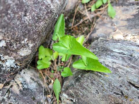 Imagem de Viola novae-angliae House