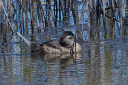 Image of Bluebills