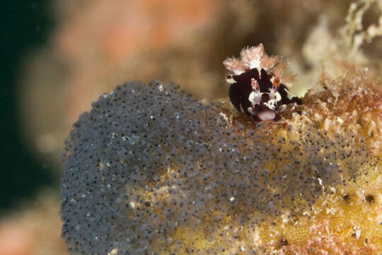 Image of camoflague slug