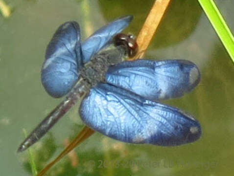 Image of Zenithoptera Selys 1869