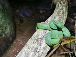 Image of Trimeresurus rubeus (Malhotra, Thorpe, Mrinalini & Stuart 2011)