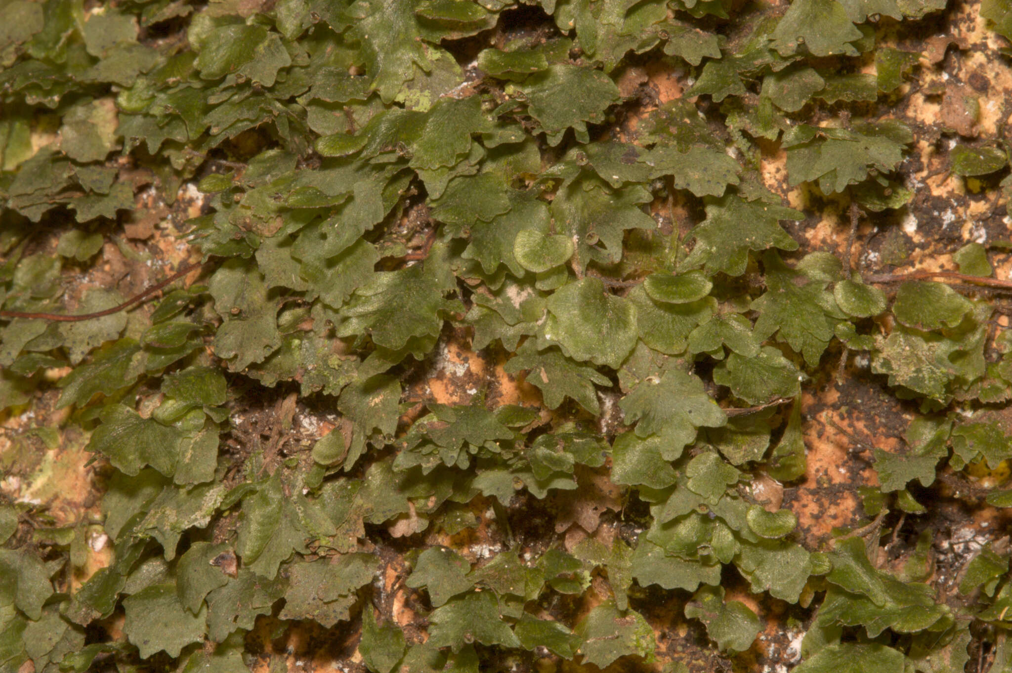 Image of dotted bristle fern