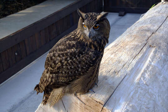 Image of Eurasian Eagle Owl